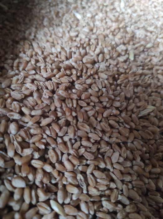 pszenica ozima Bilanz