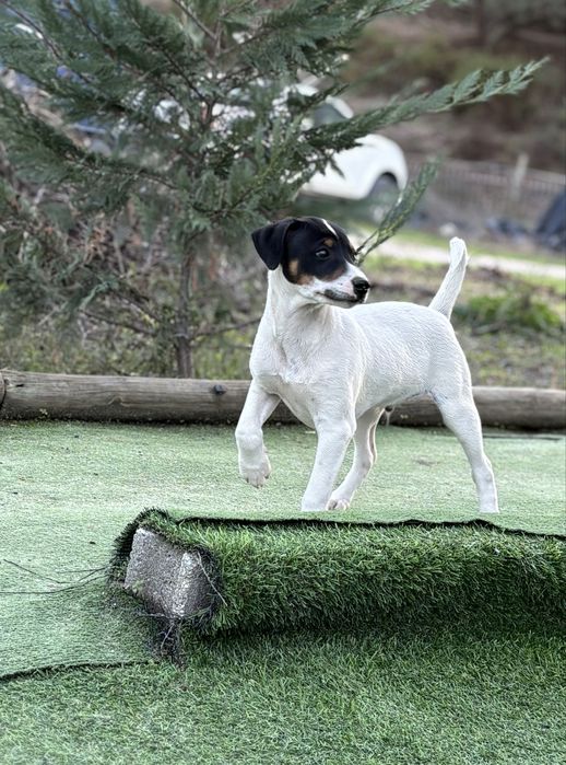 Ratonero Bodeguero Andaluz c/Pedigree