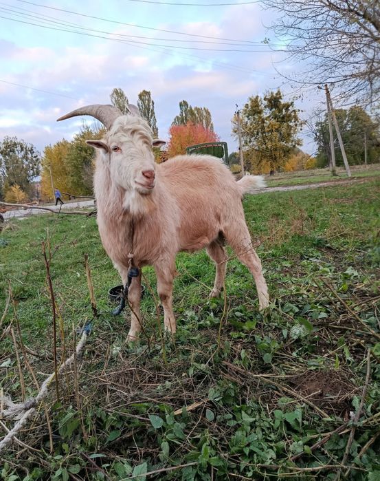 Козел продаю терміново!