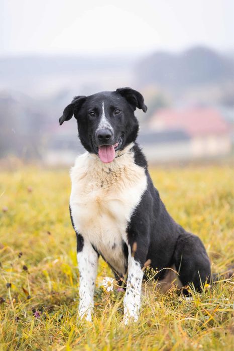 Собака шукає сімʼю