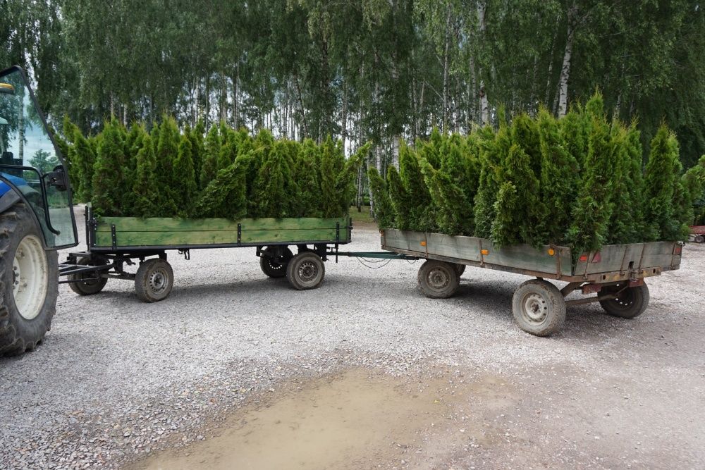 okazy XXL kula formowana bonsai bonzaj producent tuja cyprys szmaragd