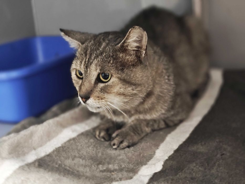 Лагідний муркотун Френд у сріблястій шубці дуже стресує у своєму боксі