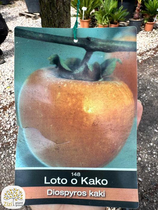 Diospyros 'Cioccolatino', 'Tipo', 'Vaniglia', Kaki, pień 80cm