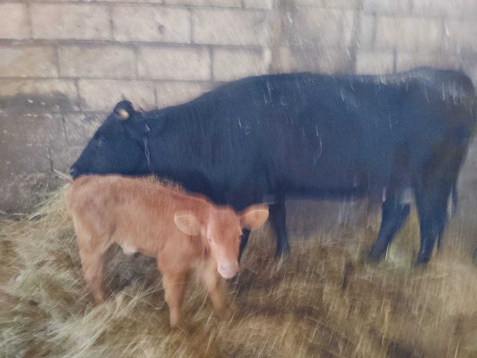 Krowy z cielakami z wolnego wybiegu