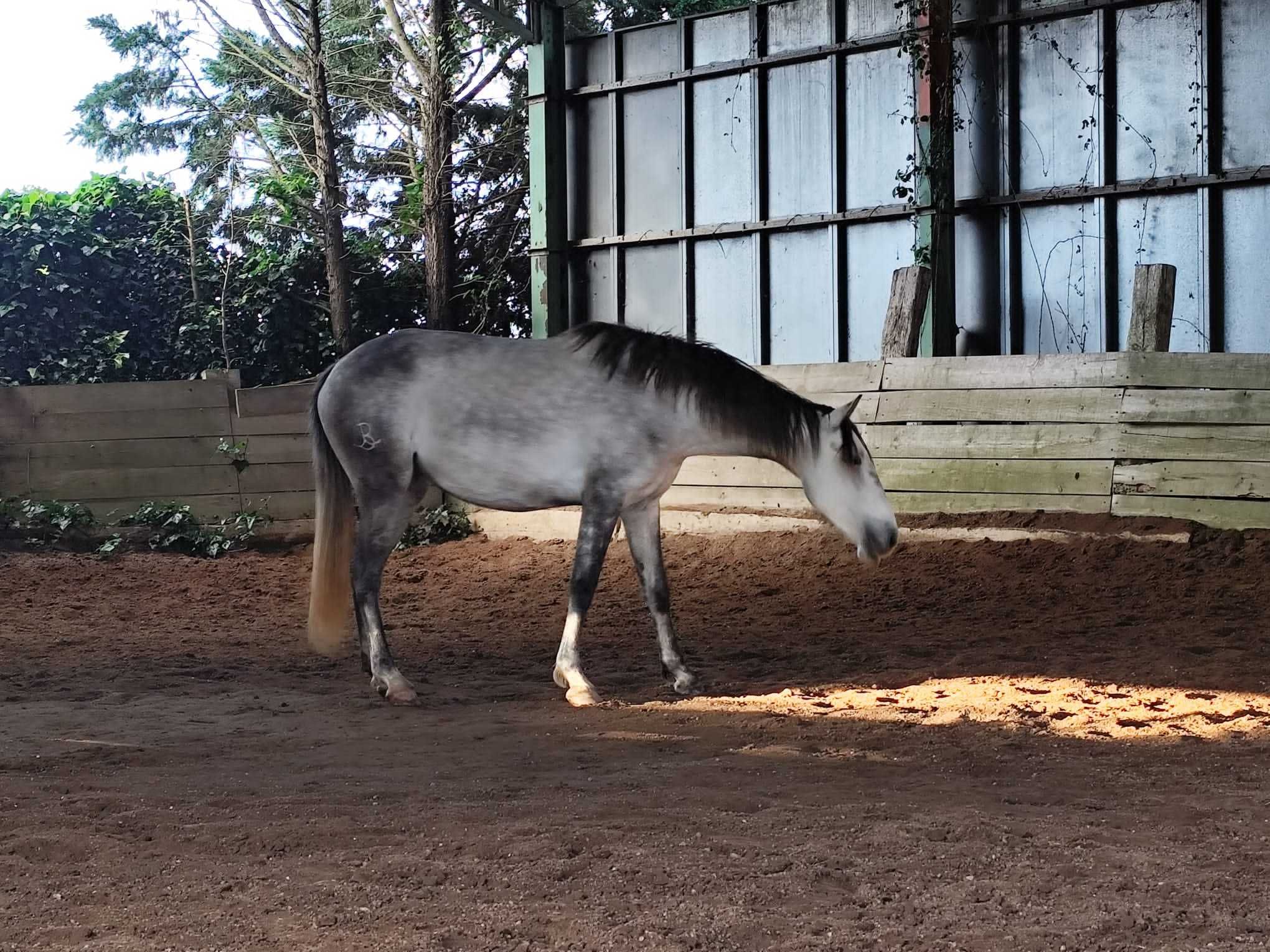 Poldra lusitana 3 anos