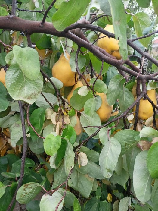 Pigwa gruszkowa EKOLOGICZNA