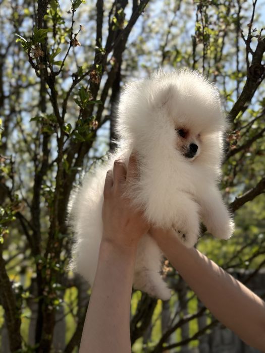 шикарна дівчинка шоу класу