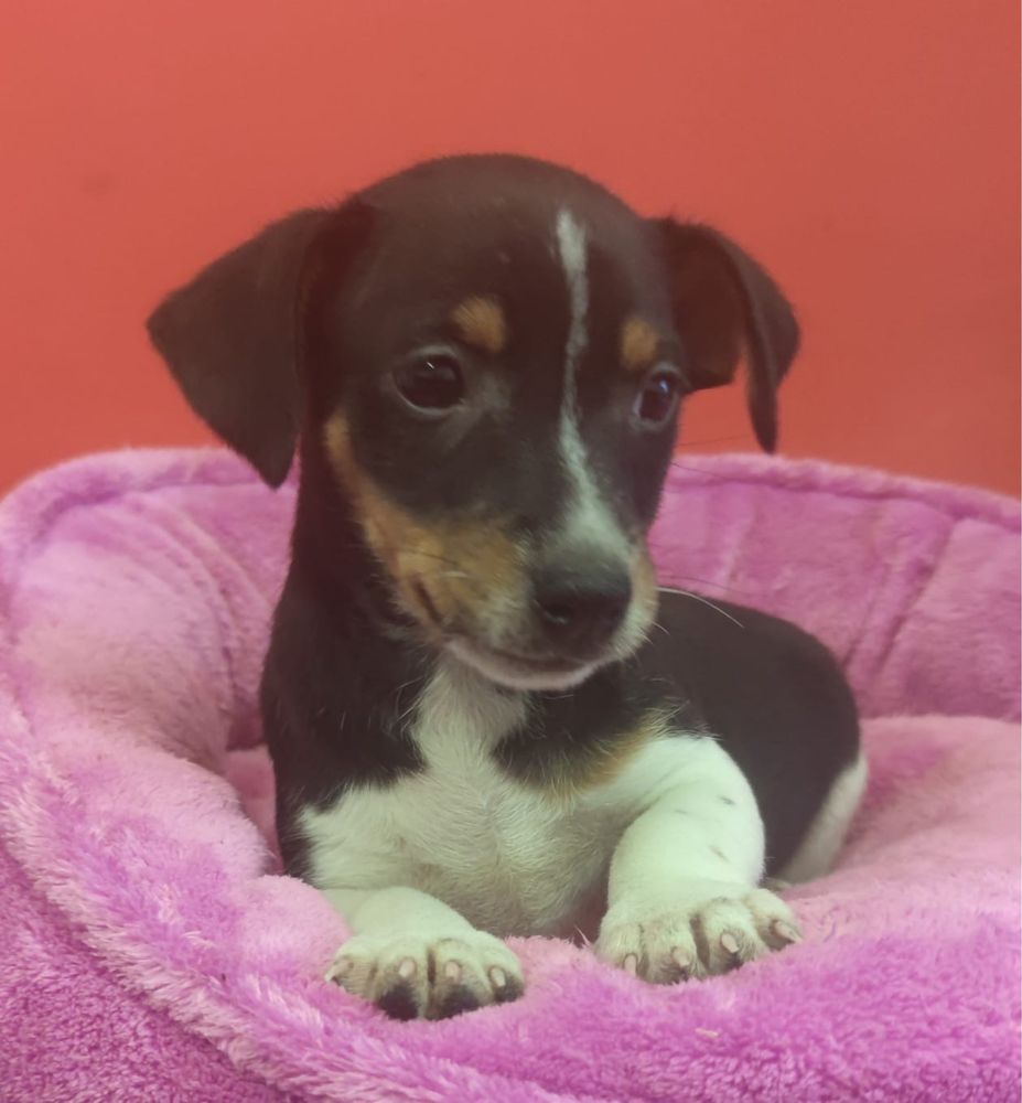 Jack Russell Terrier piesek numer 2