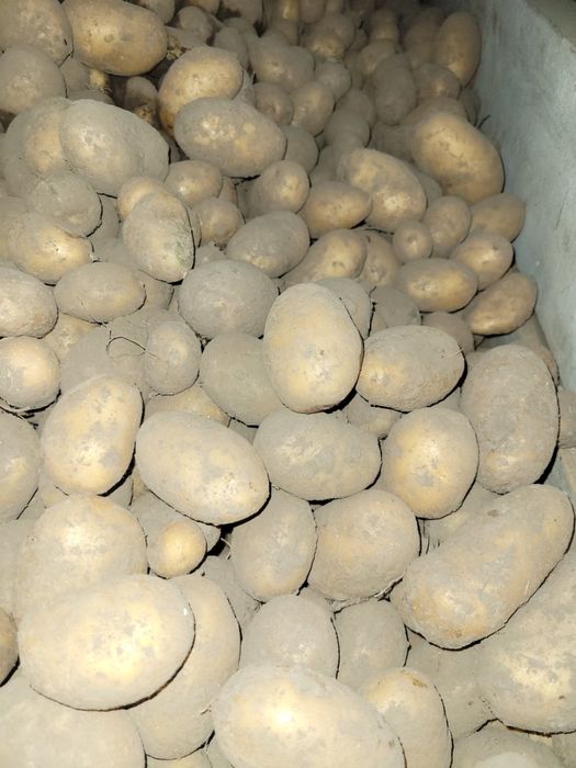 Ziemniaki jadalne  Queen Anne /Krolowa anna