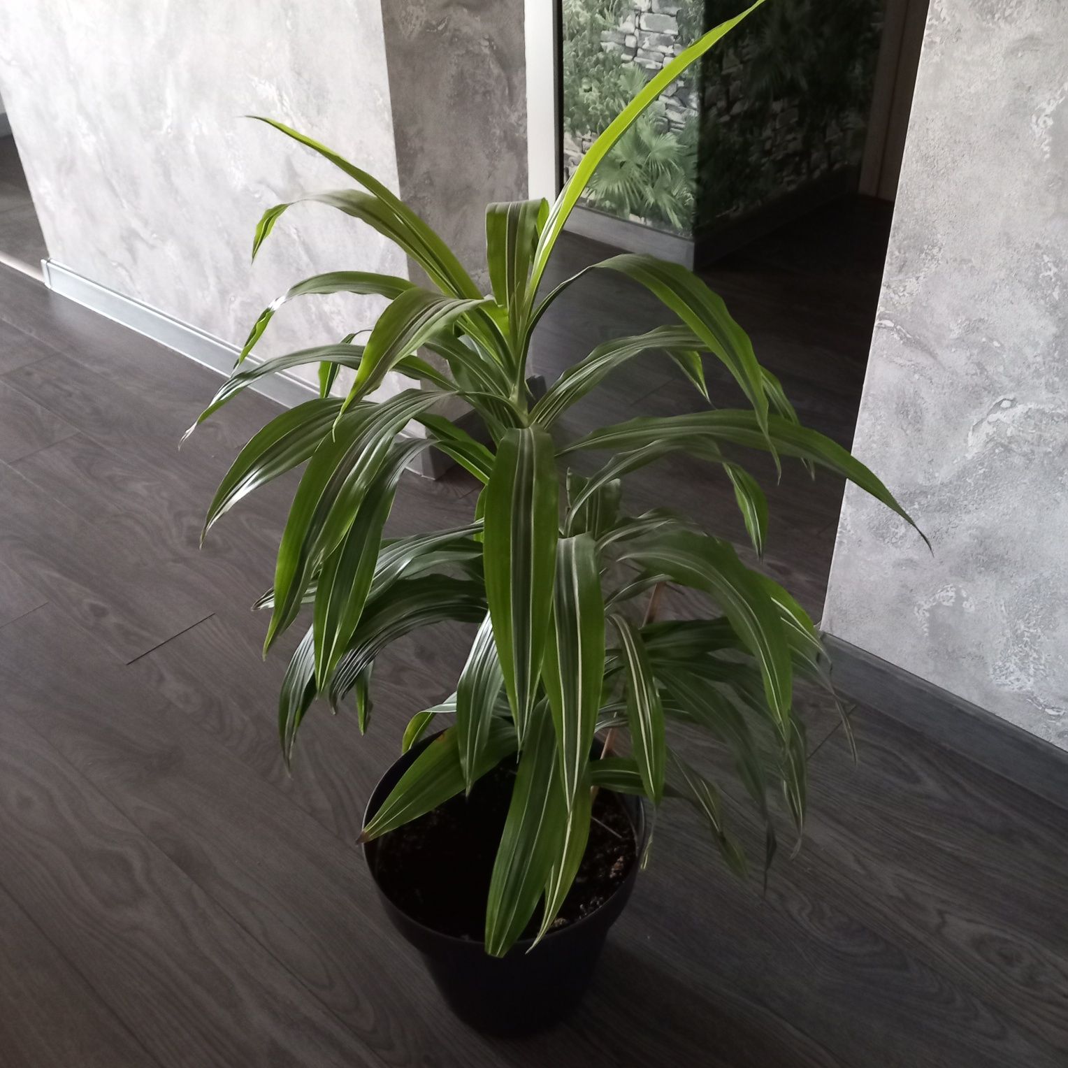 Dracena fragrans