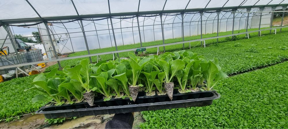 Rozsady warzyw Kapusta Por Pomidor Dyno