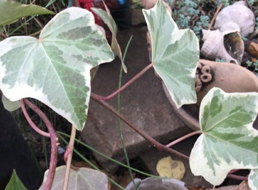 Плющ варієгатний