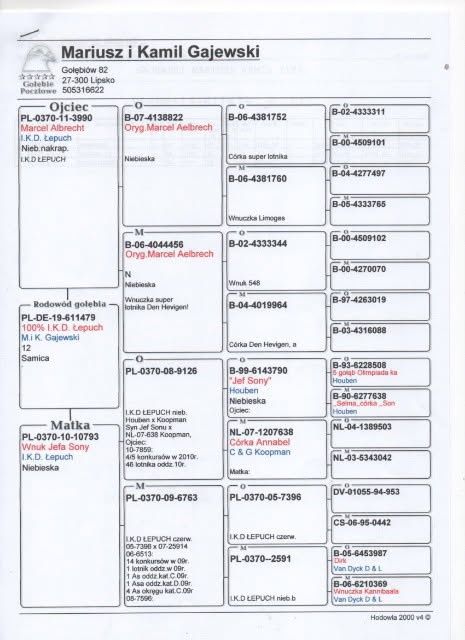 Gołąb pocztowy P.R Baranowscy x I.K.D Łepuch