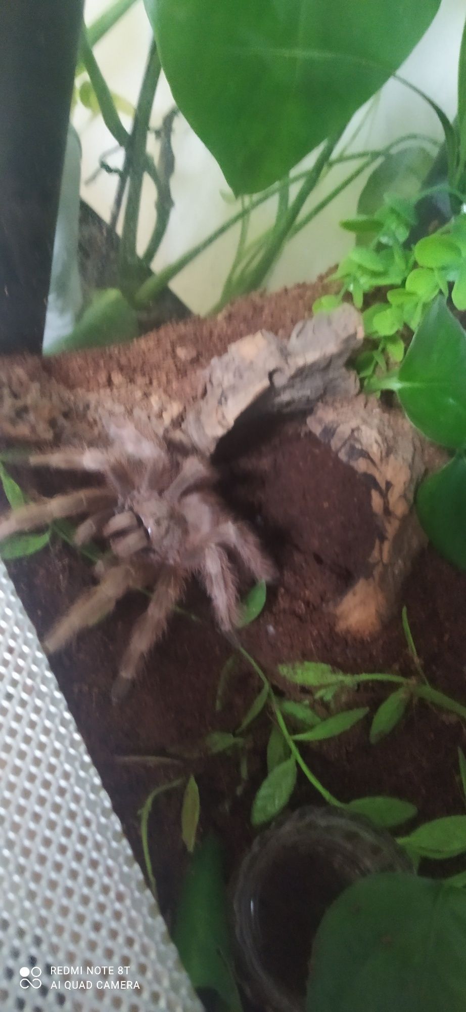 Terrarium z mieszkańcami x5