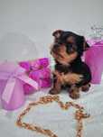 Śliczna sunia yorkshire terrier