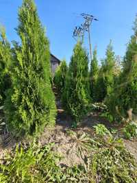 Tuja Szmaragd Thuja Smaragd ok. 120 - 130 cm