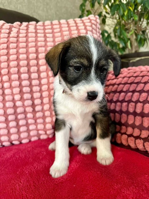 Wenus - mała psia dziewczynka do adopcji!