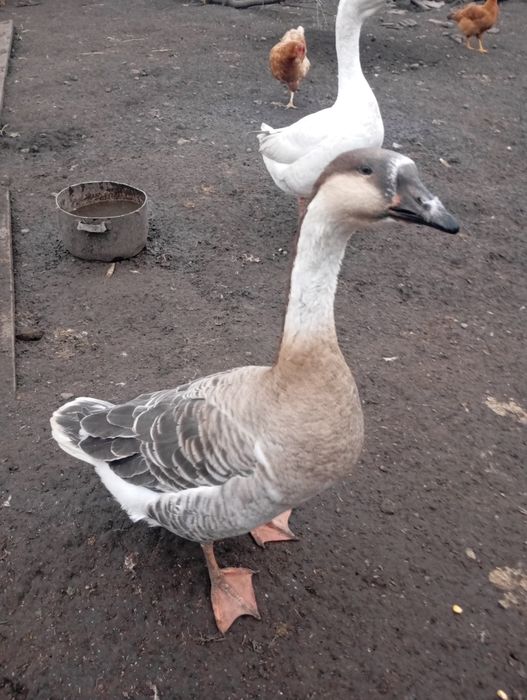 Продаю пару гусей