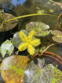 Nenufar aquatico amarelo estravagante