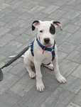 Dog argentyński  Dogo Argentino