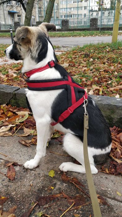 Собака в люблячу родину . Ужгород