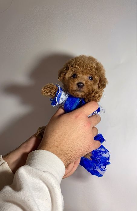 Обворожительная малявочка мини мальтипу / той пудель