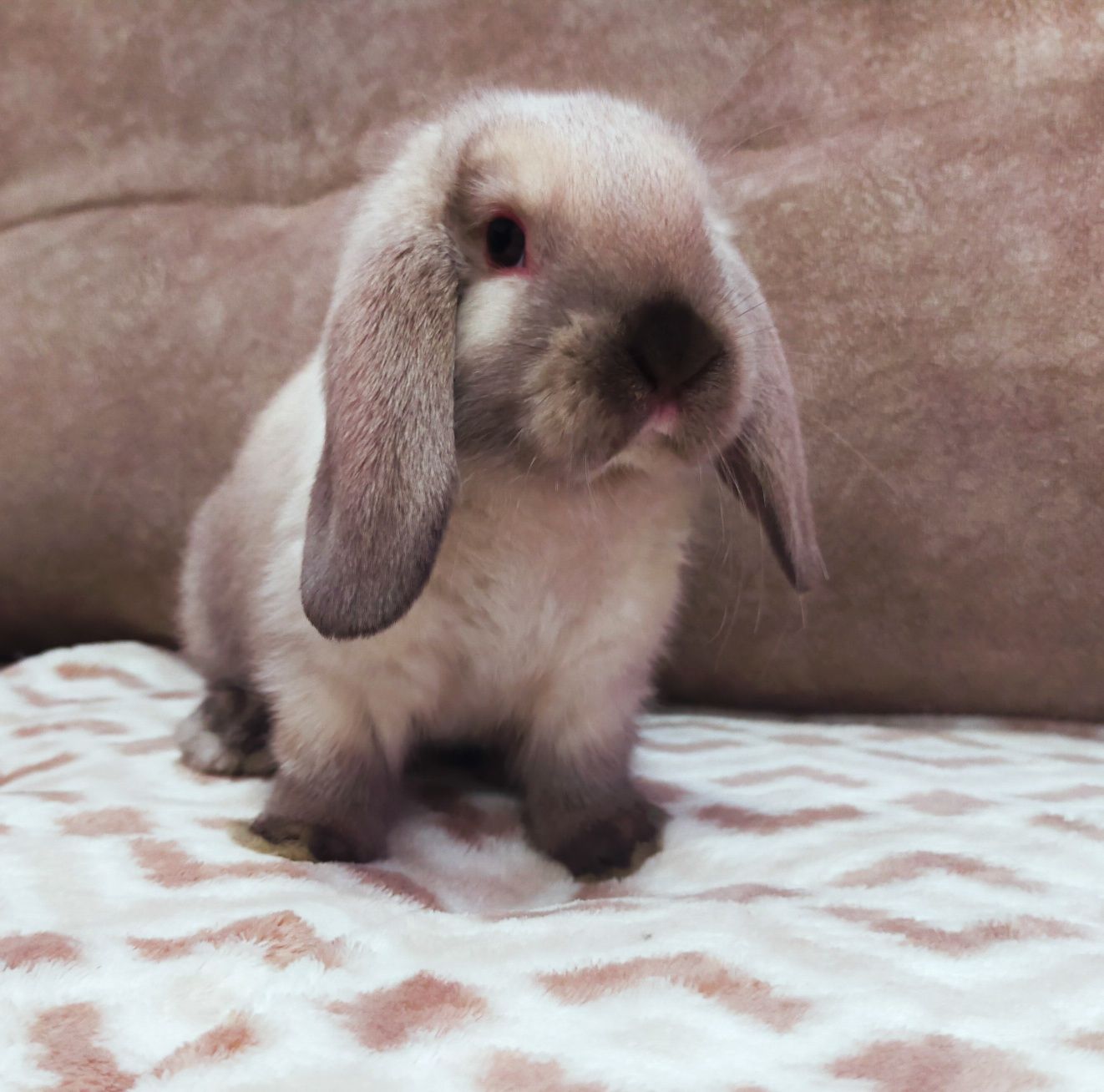 Królik baranek syjamski mini lop