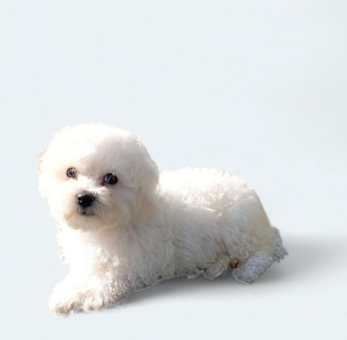 Цуценятка Бішон фрізе з доставкою у Ваше місто