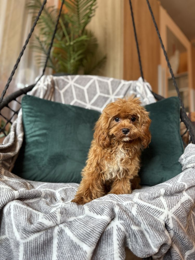 Cavapoo f1 chłopiec red rudy samiec pies pudel