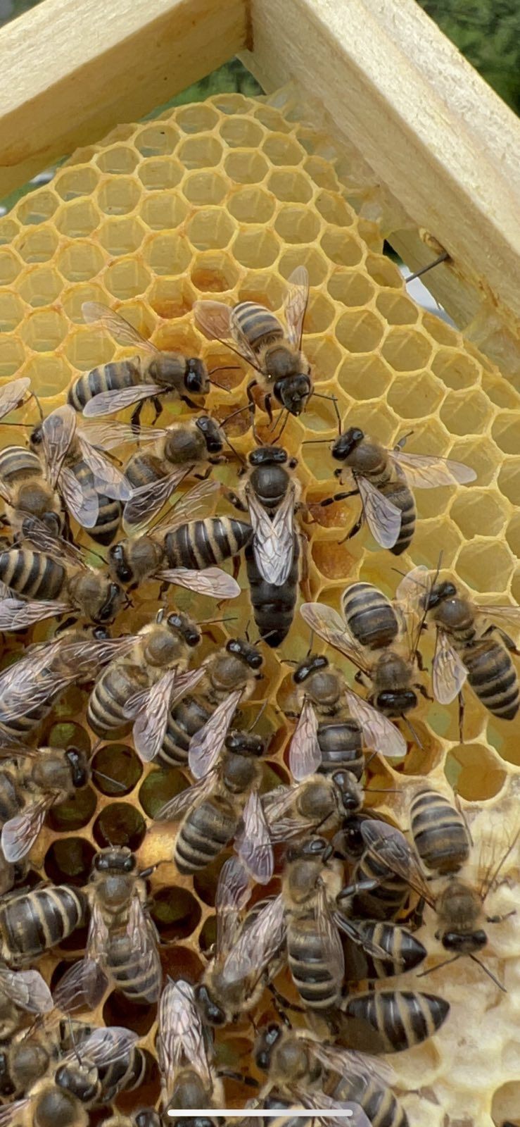 Бджоло - матки і бджоло - пакети