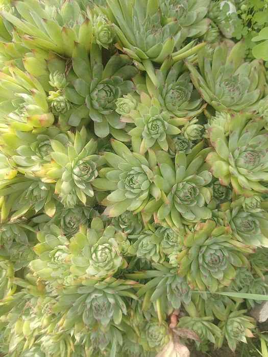 Комнатные растения, самшит вечнозеленый, кампсис, каменные розы.