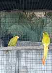 Vendo casal kakarikis