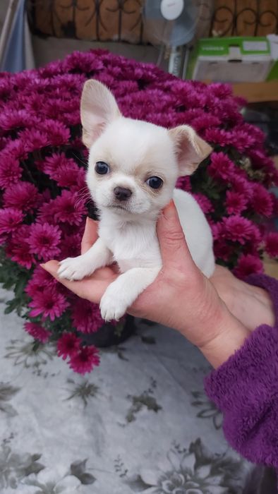 Хлопчік міні чіхуахуа