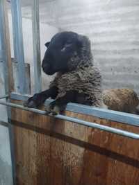 ovelha prenha e carneiro suffolk alta qualidade
