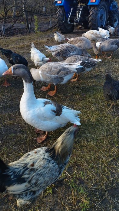 Продам домашні гуси