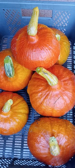 Dynia hokkaido 20 kg bez nawozów z własnej działki