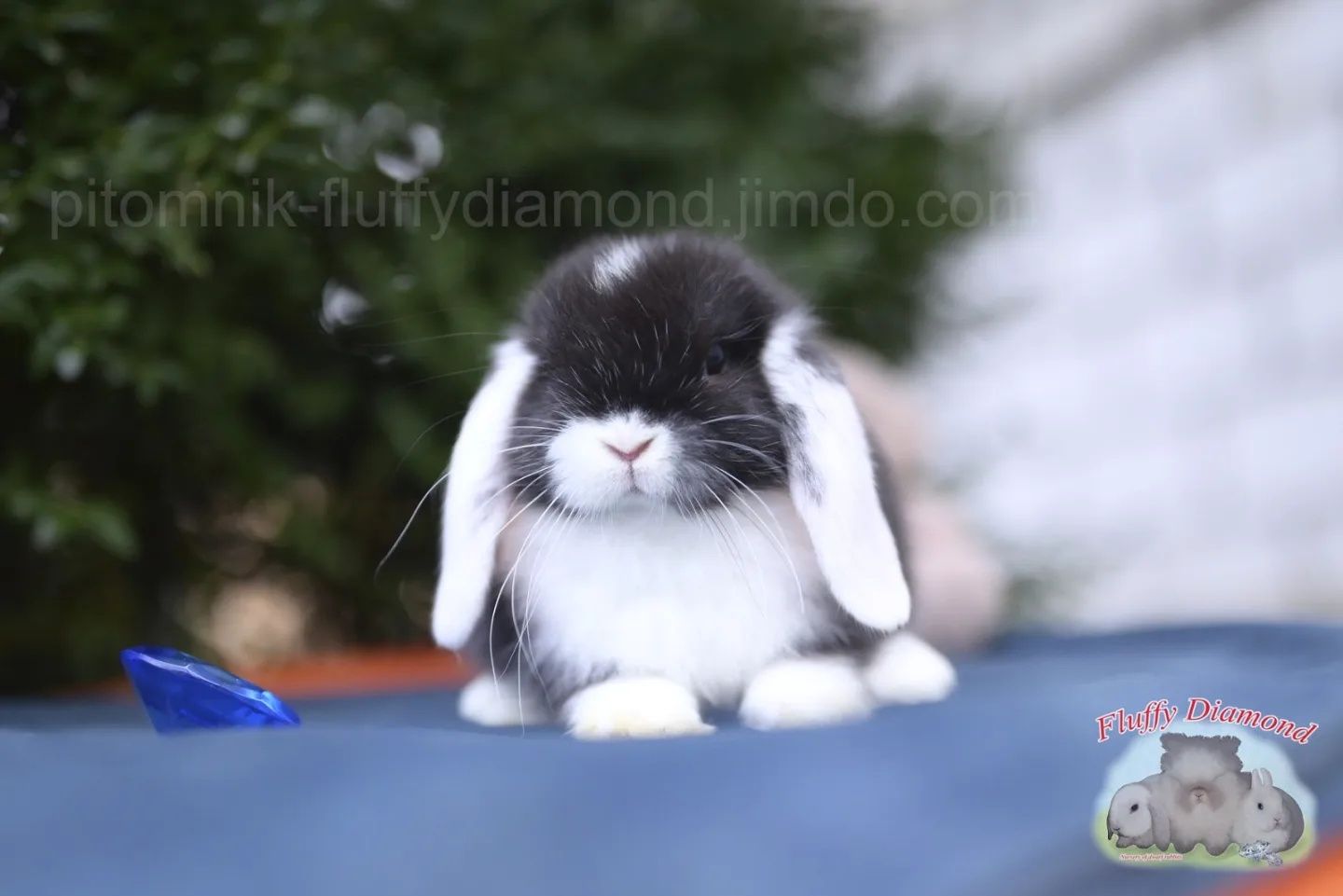 Чорний біловухий хлопчик.Висловухий.Кролик з проф. розплідника