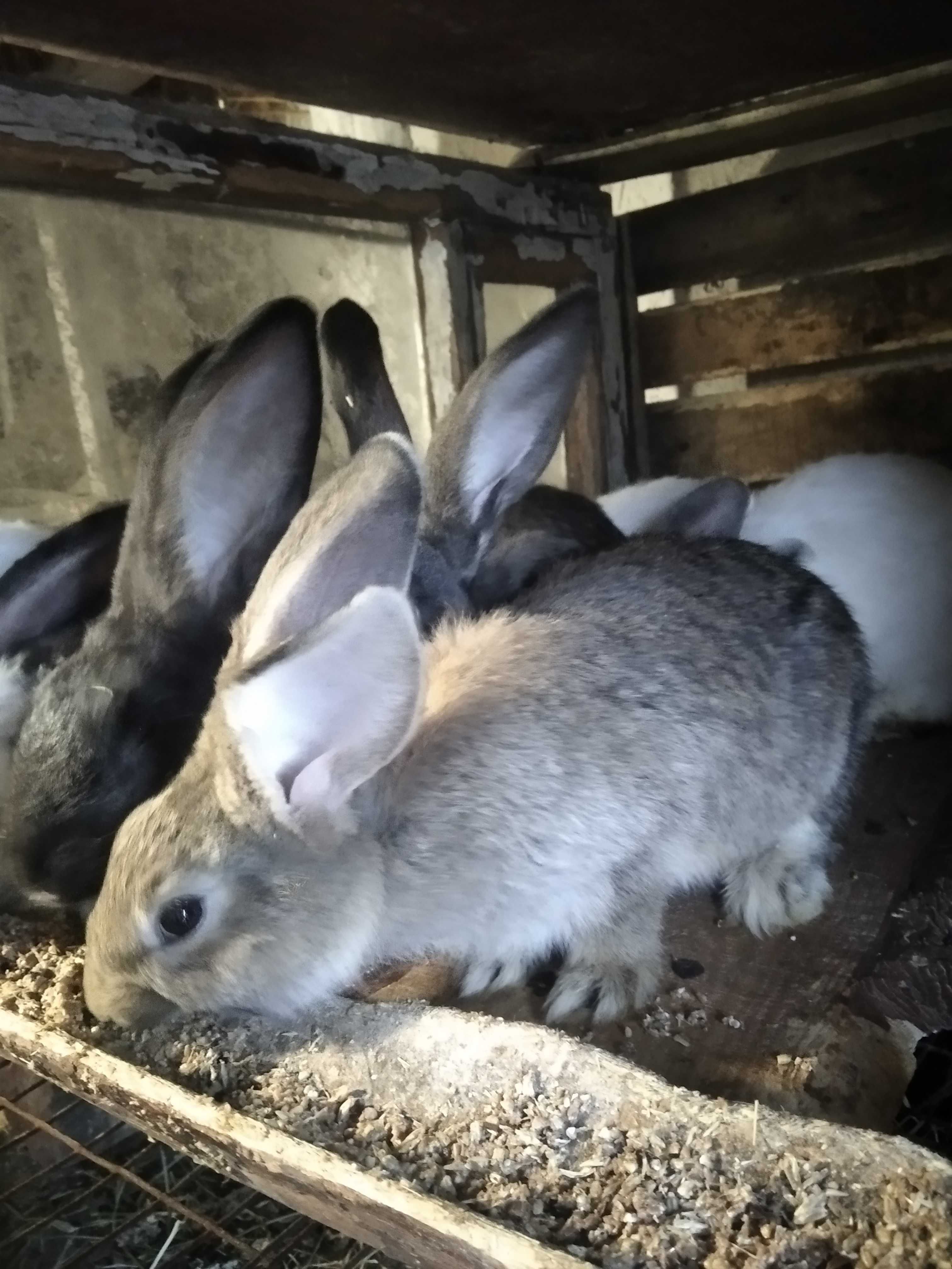 Продам кролів породисті
