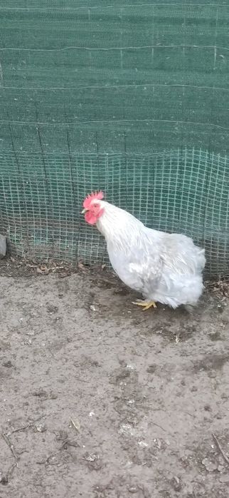 Koguty różne rasy