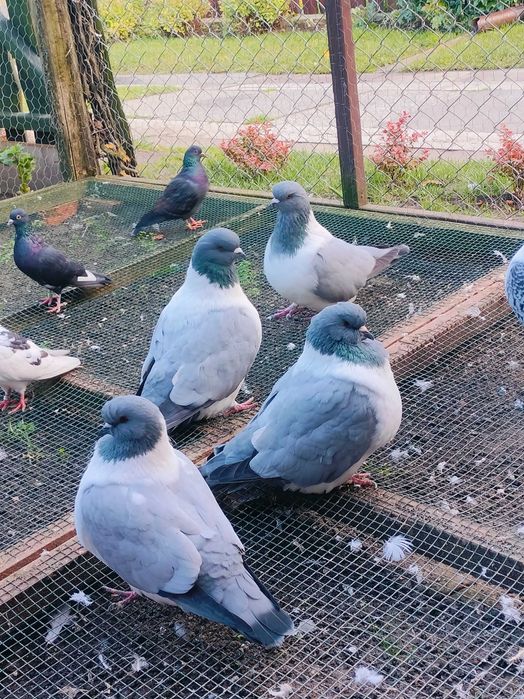 Straser ,strassery niemieckie