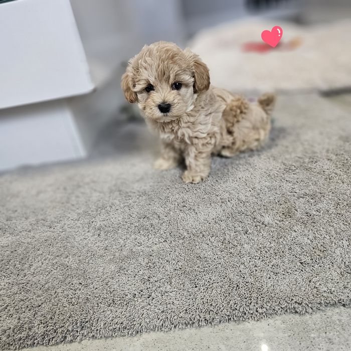 Jedyny Taki Ekskuzywny Maltipoo