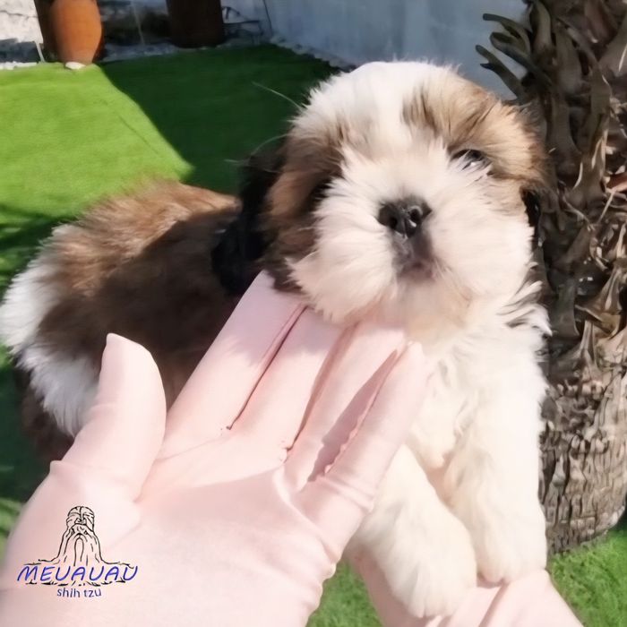 Filhote Fêmea Shih Tzu