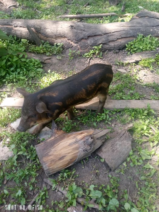 Поросята Мангалиця, мангал, льошка, кнурик