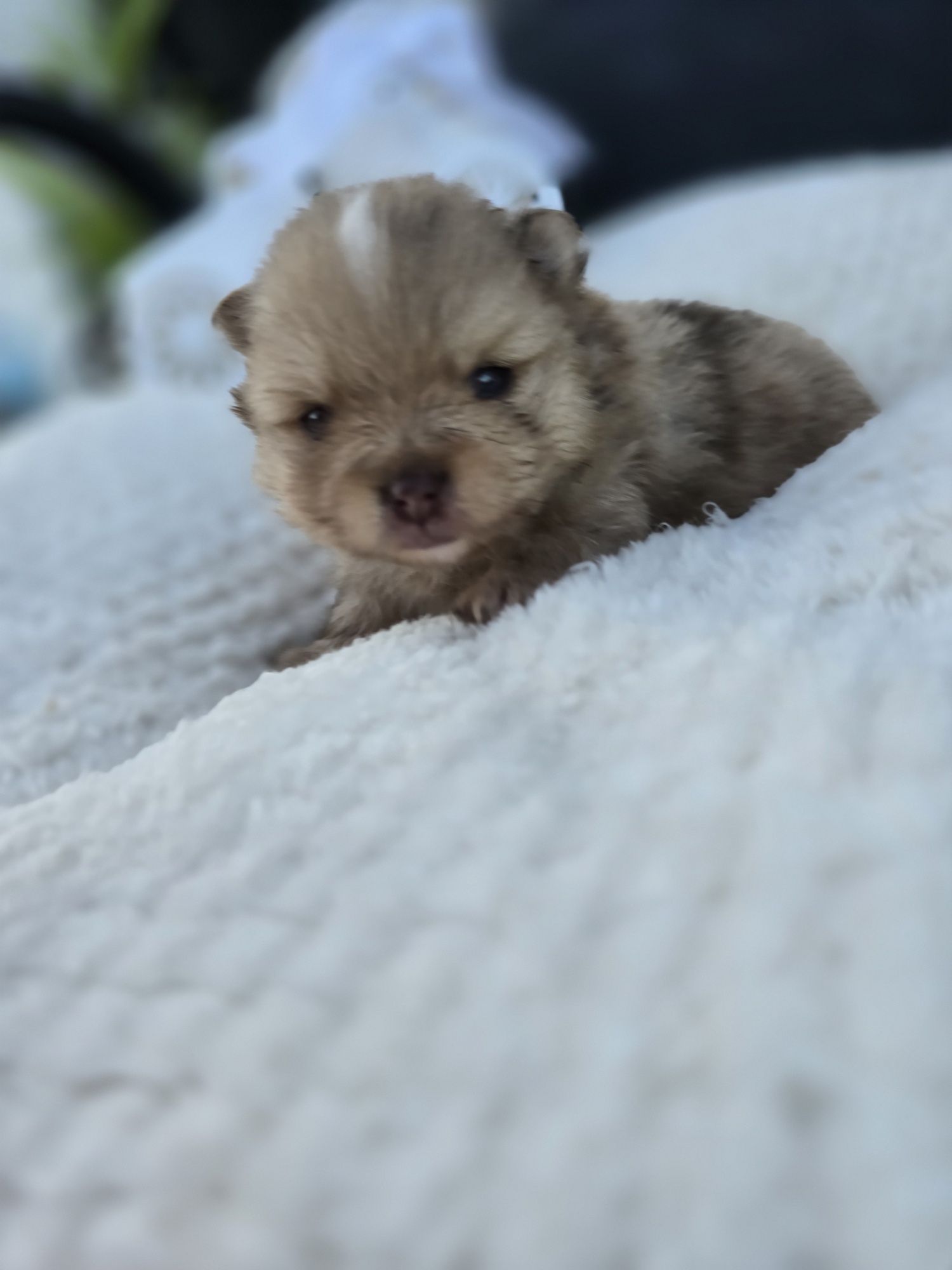 Szpic Miniaturowy pomeranian '' Bilbo "