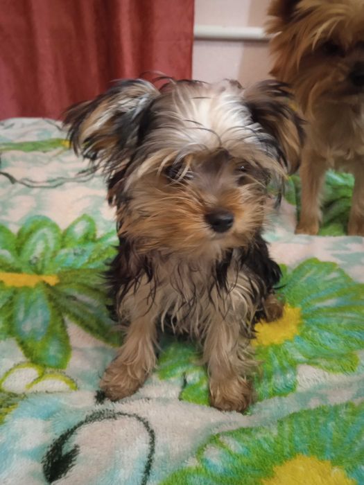 Цуценята йоркширський