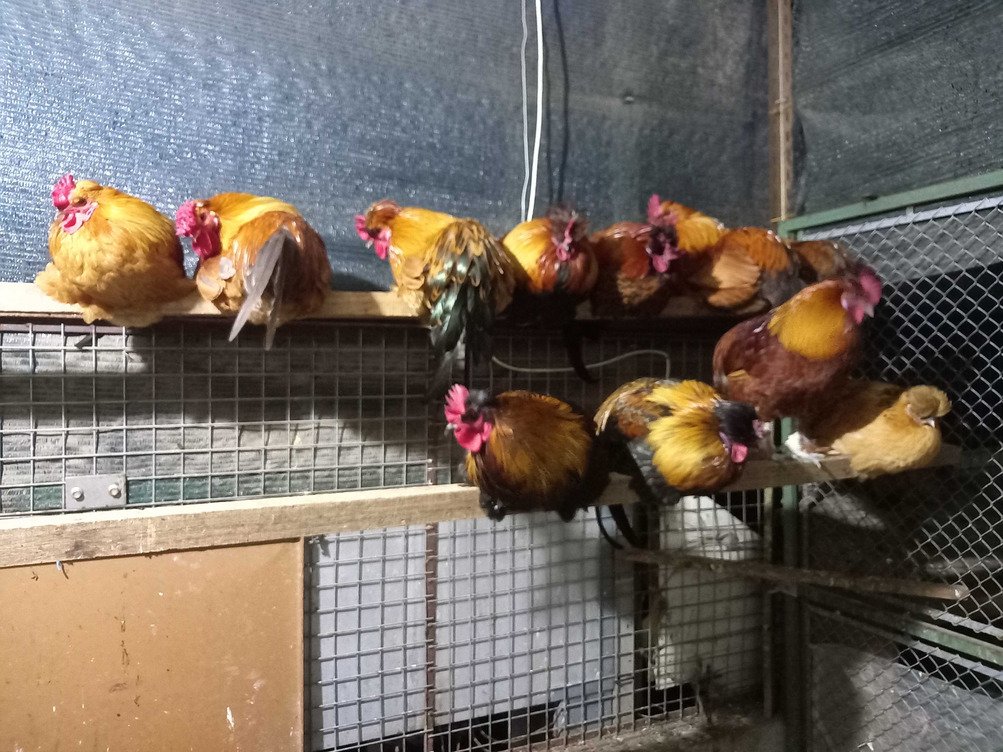 Patos Brancos, Patos Reais, Patos mudos, casais de garnisos