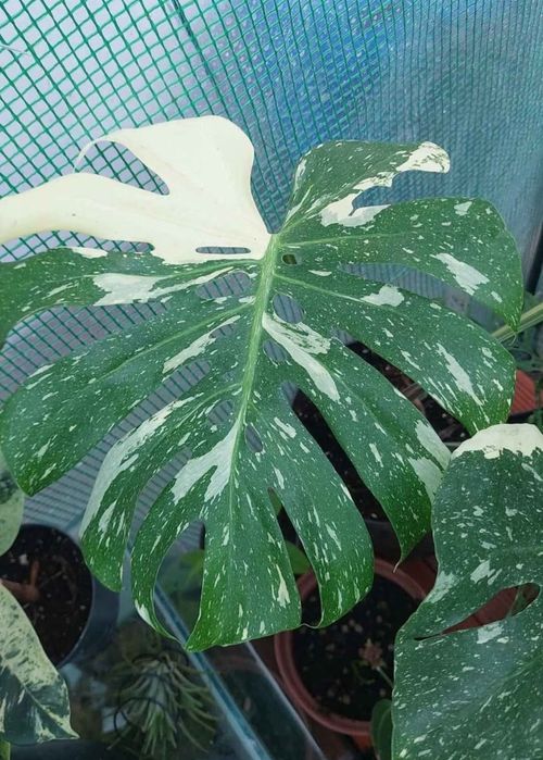 Monstera Thai Constellation