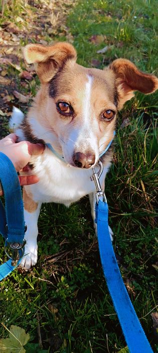 Delikatna suczka szuka domu