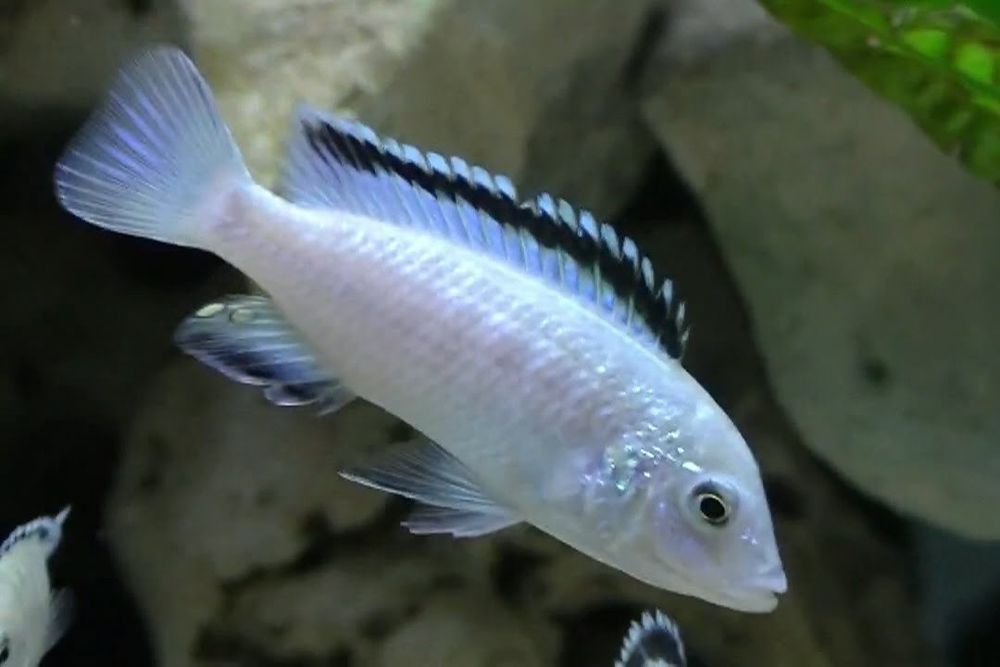 Африканські цихліди(Malawi fish)