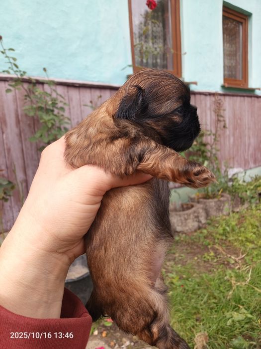 Маленькі клубочки шукають люблячих батьків
